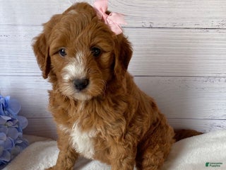 Mini Goldendoodle dogs - Ad 25