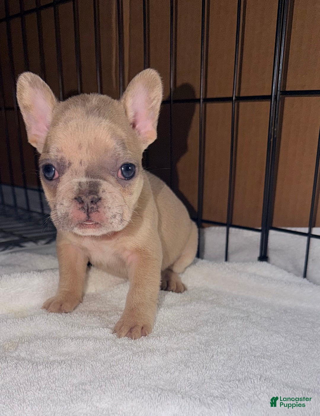 French Bulldog dogs for sale: Mini - Ad 7
