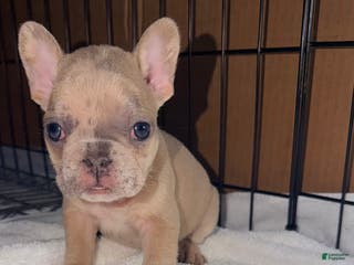 French Bulldog dogs Mini - Ad 6