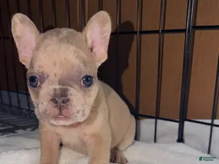 French Bulldog dogs Mini - Ad 16