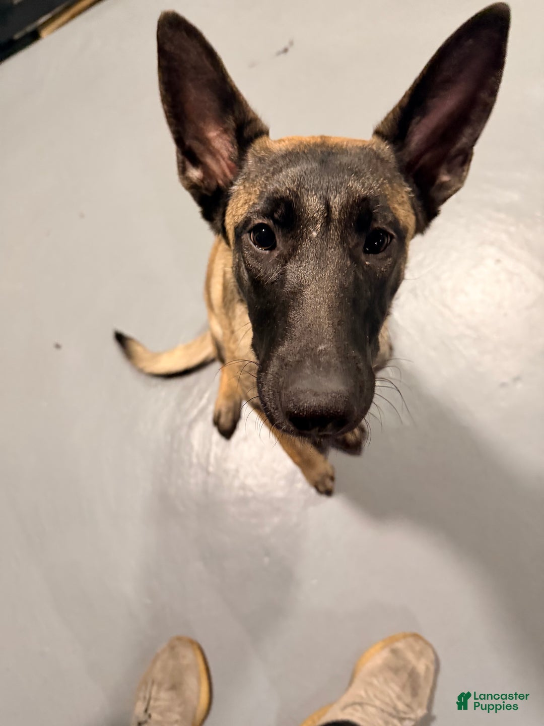 Belgian Malinois dogs for sale: Luna - Ad 2
