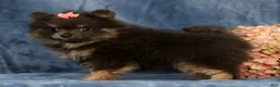 Pomeranian dogs for sale: Layla - Ad 7