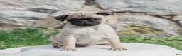Pug dogs for sale: Hamster  - Ad 4