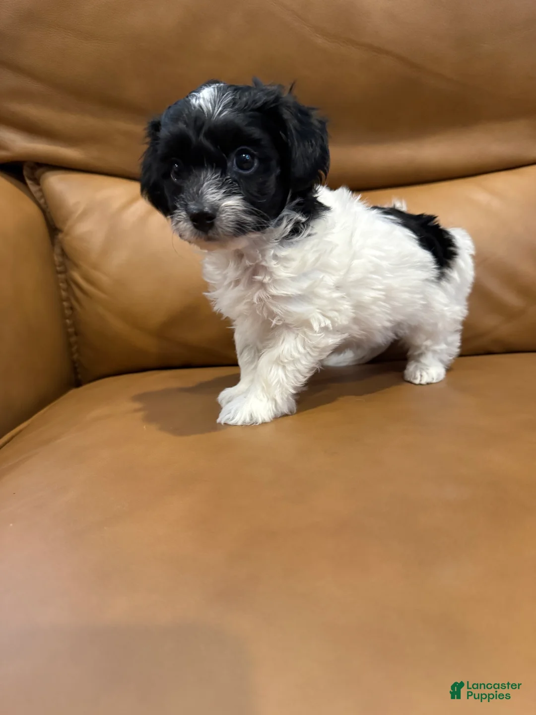 Yorkiepoo dogs for sale: BILLIE - Ad 1