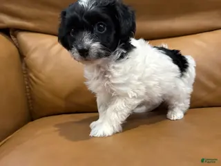 Yorkiepoo dogs BILLIE - Ad 31