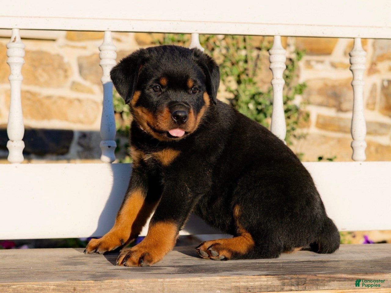 Rottweiler dogs Stockton - Ad 1