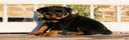 Rottweiler dogs for sale: Stockton - Ad 1