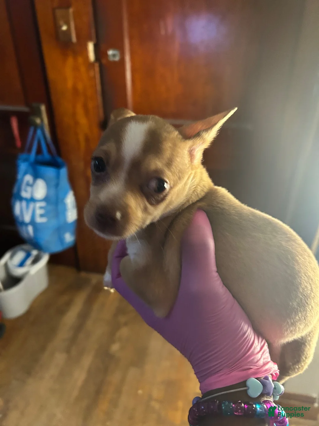 Chihuahua dogs for sale: Chihuahua 4 - Ad 1
