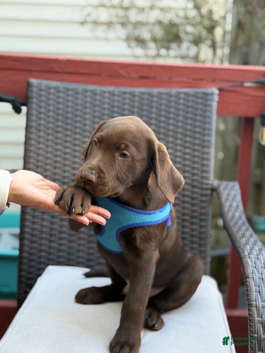 Labrador Retriever dogs for sale: Max - Ad 2