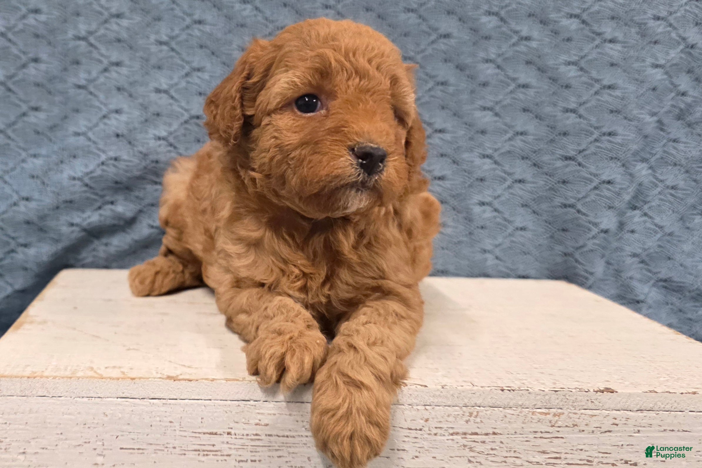 Miniature Poodle dogs Willow - Ad 2