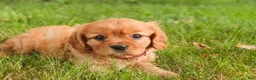 Cavalier King Charles Spaniel dogs for sale: Luna Cavalier King Charles Spaniel  - Ad 3