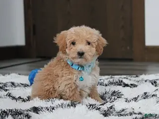 Bichpoo dogs Rolo - Ad 29