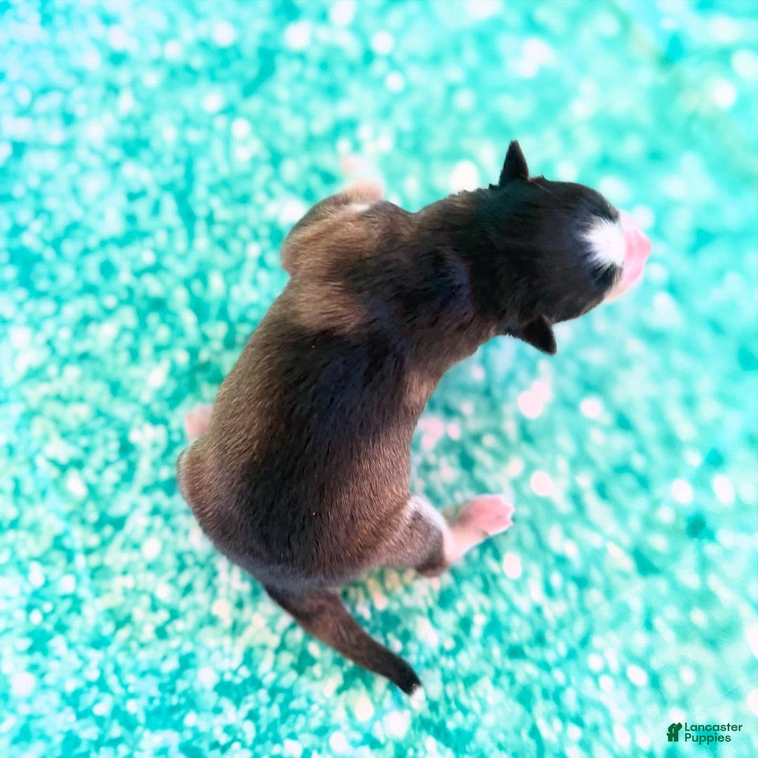 Pomsky dogs for sale: Cleo - Ad 13