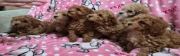 Toy Poodle dogs for sale: Twinkle - Ad 3