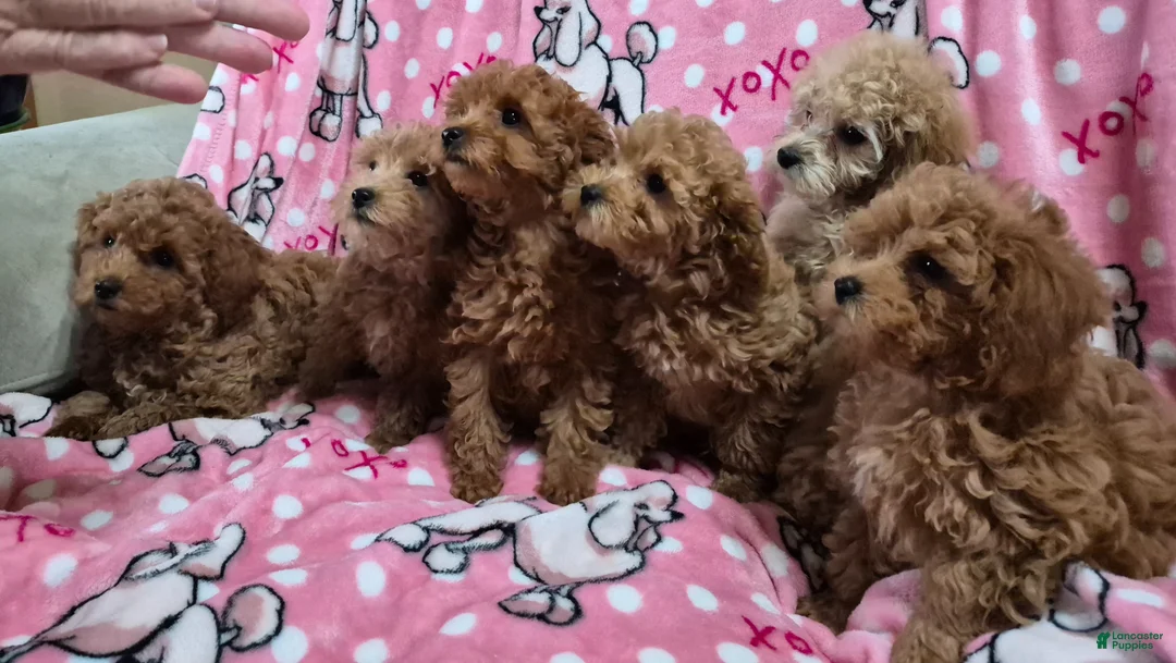 Toy Poodle dogs for sale: Twinkle - Ad 3