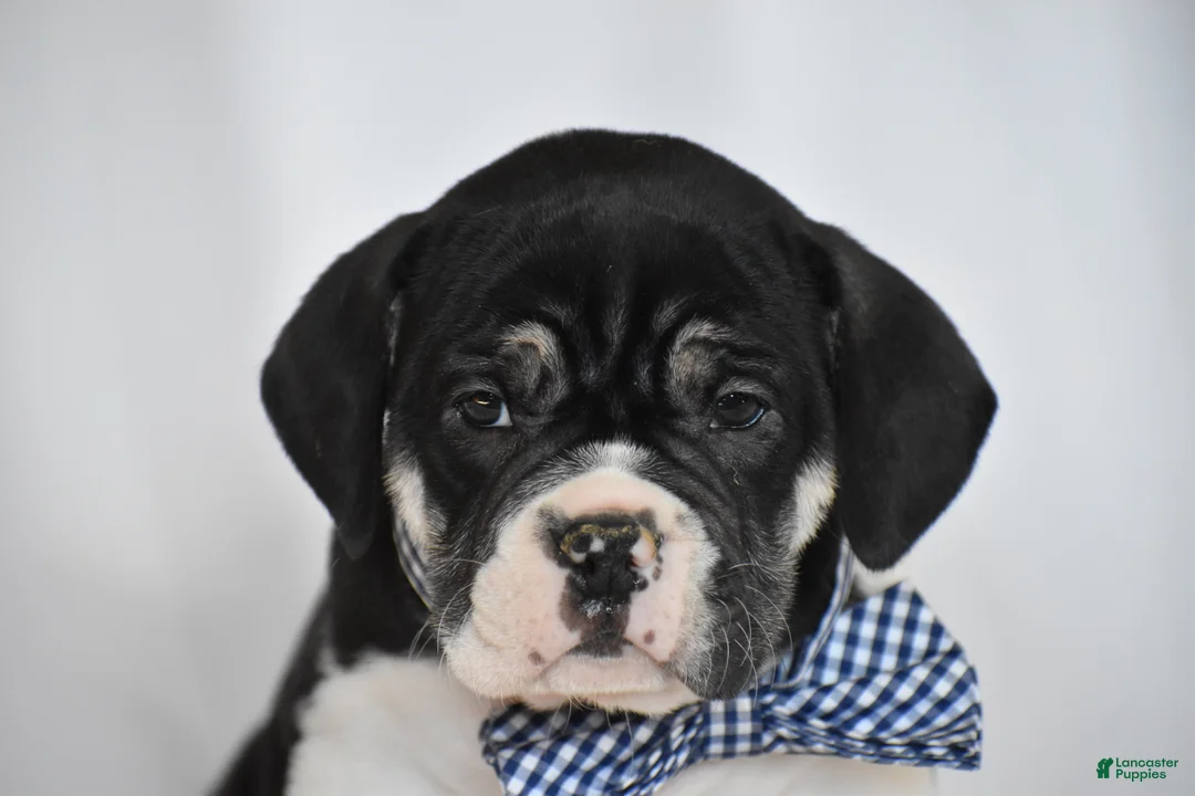 Beabull dogs for sale: Jasemine - Ad 9