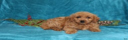Mini Goldendoodle dogs for sale: Twinkles  - Ad 1