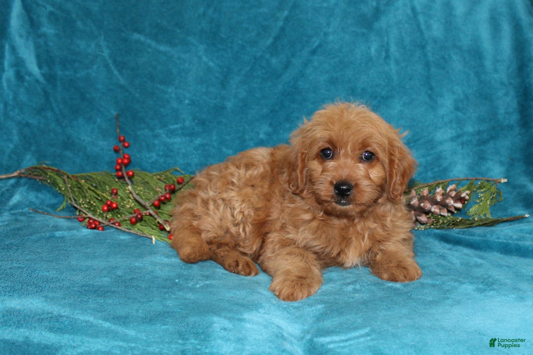 Mini Goldendoodle dogs for sale: Twinkles  - Ad 1