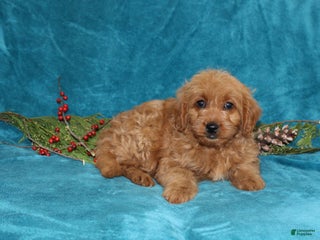 Mini Goldendoodle dogs Twinkles - Ad 40