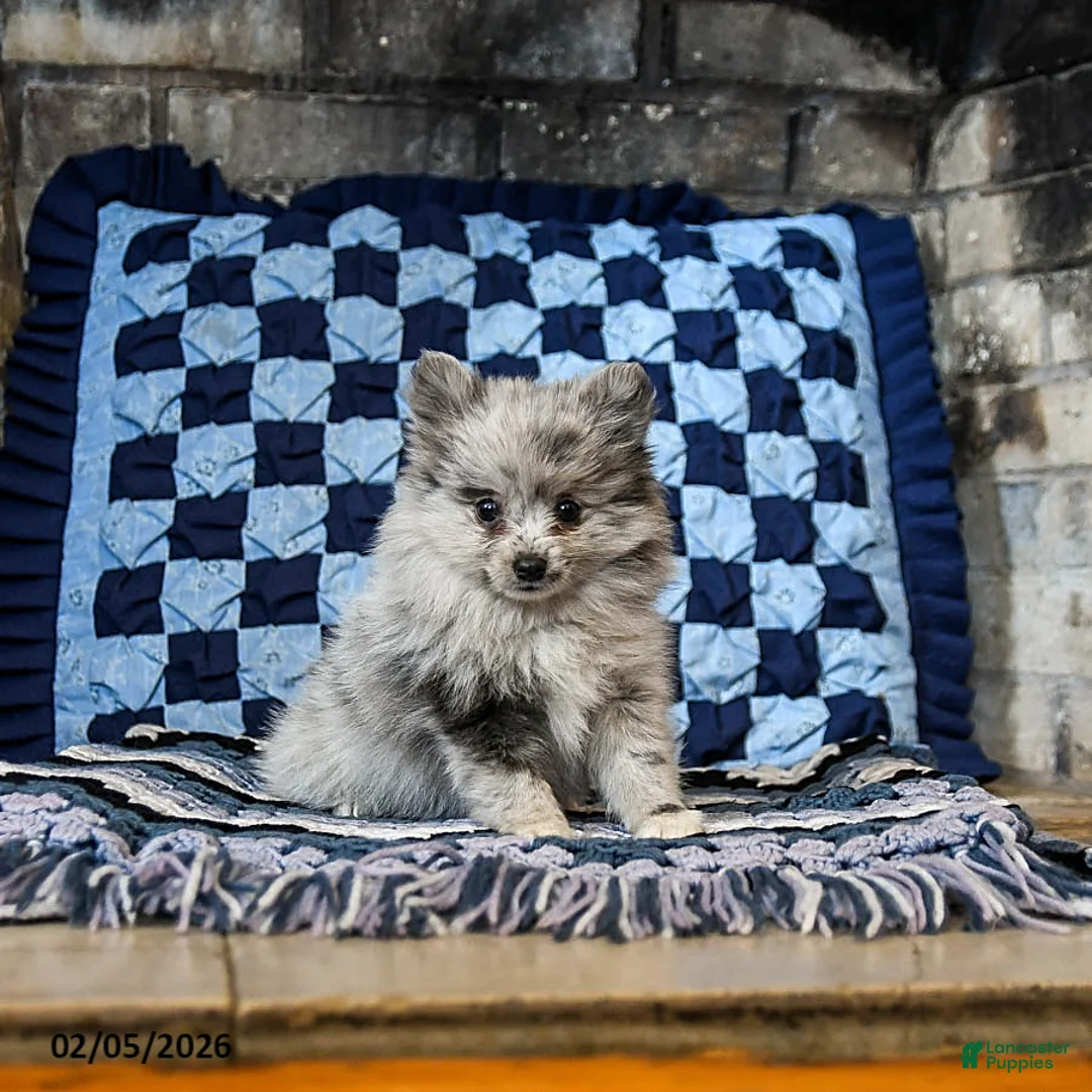 Pomeranian dogs for sale: Lady - Ad 2