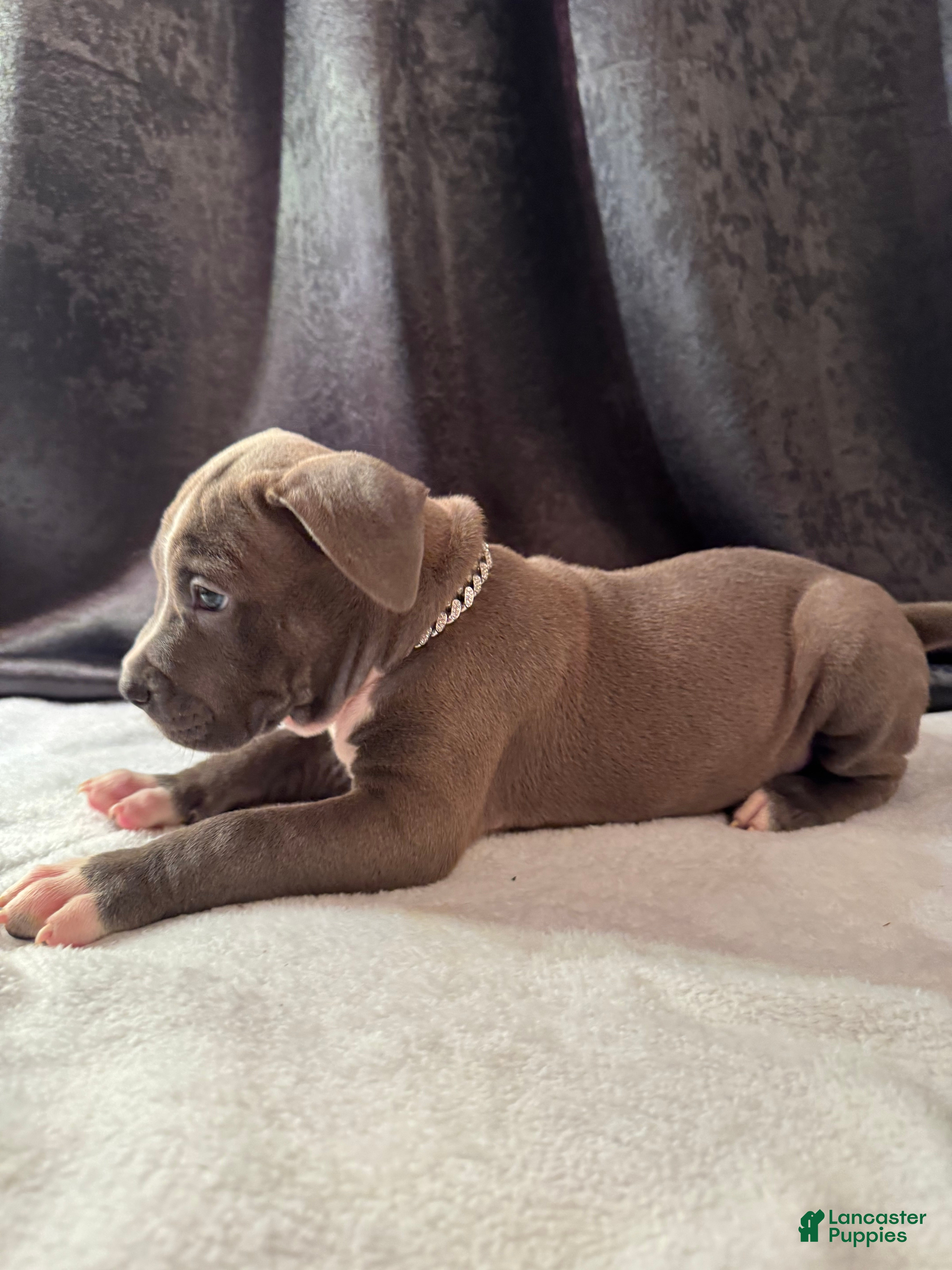 American Bully dogs American Bully Puppy 4 - Ad 2