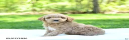 Mini Goldendoodle dogs for sale: Patches - Ad 1