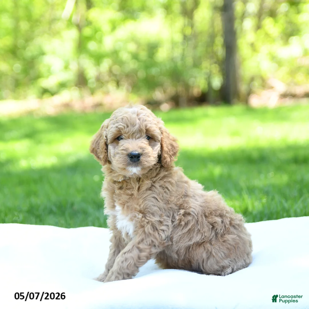 Mini Goldendoodle dogs for sale: Patches - Ad 1