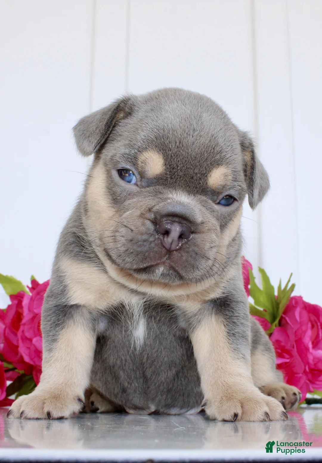 French Bulldog dogs for sale: Enos - Ad 2
