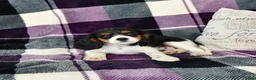 Cavalier King Charles Spaniel dogs for sale: Oliver - Ad 1
