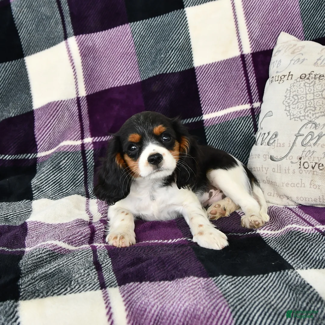 Cavalier King Charles Spaniel dogs for sale: Oliver - Ad 1