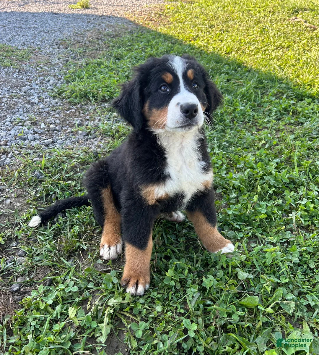 Bernese Mountain Dog dogs for sale: Primrose - Ad 2
