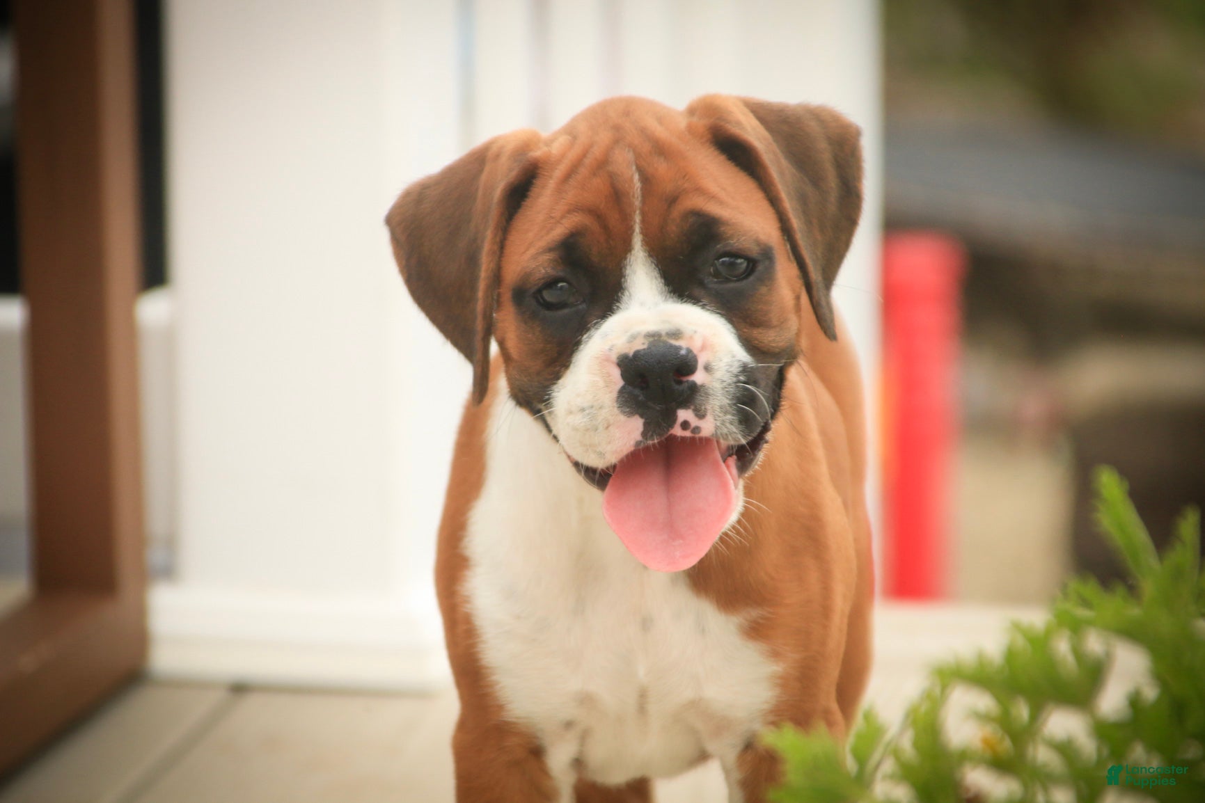 Boxer dogs Lily - Ad 1