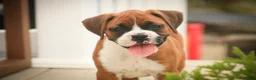 Boxer dogs for sale: Lily - Ad 1