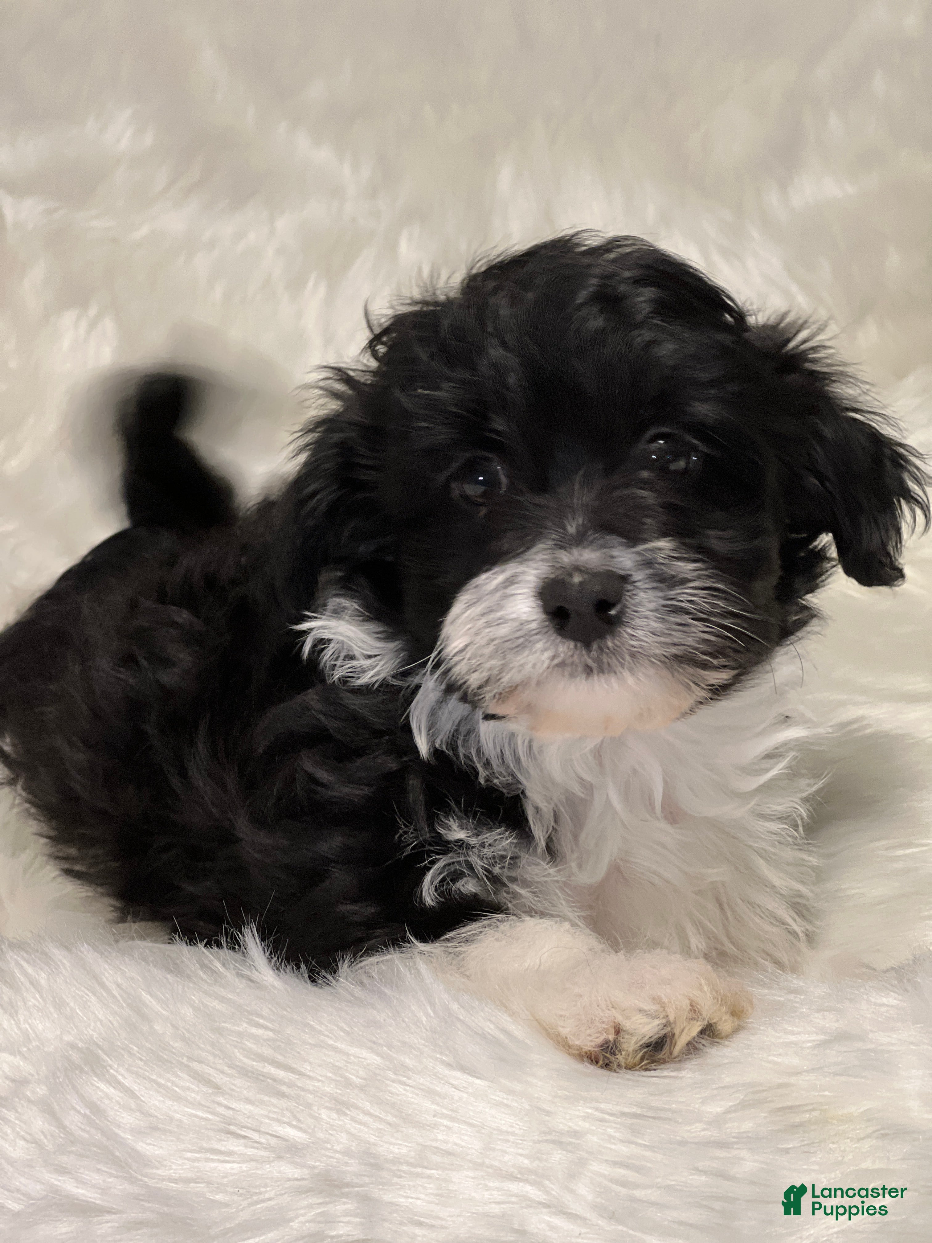 Havanese dogs Domino - Ad 35