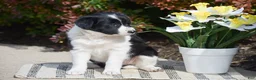 Border Collie dogs for sale: Demi - Ad 2