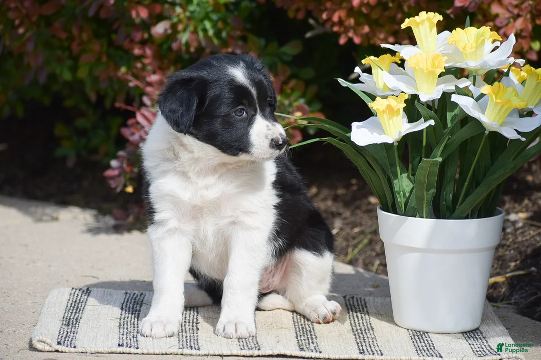 Border Collie dogs for sale: Demi - Ad 2