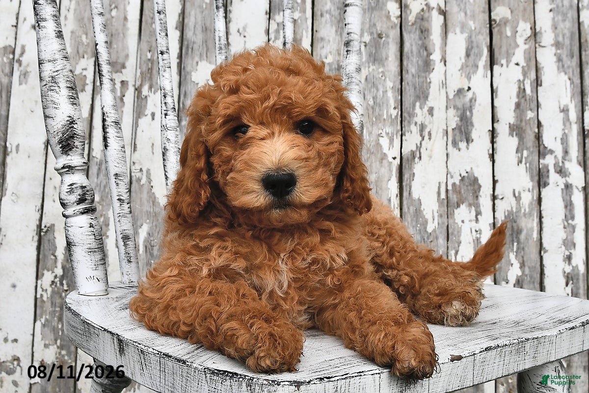 Goldendoodle dogs Becky - Ad 1