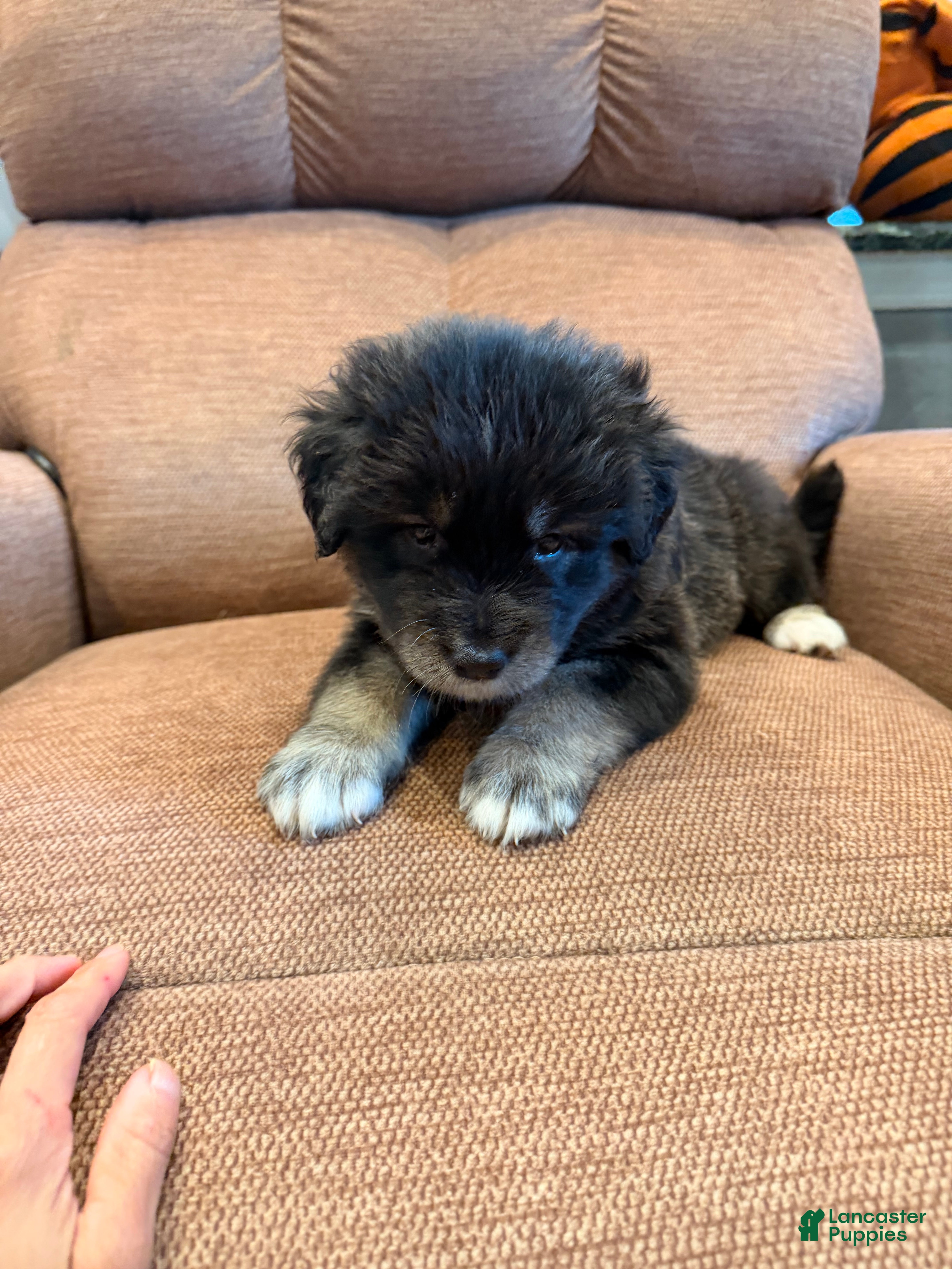 Mixed Breed dogs  Puppy 2 - Ad 3