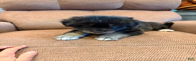  Puppy 2