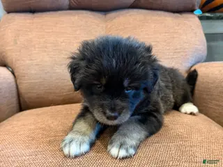 Mixed Breed dogs Puppy 2 - Ad 3