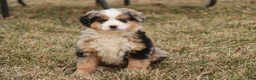 Bernedoodle dogs for sale: Penelope - Ad 12