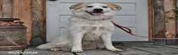 Mixed Breed dogs for sale: Samuel - Ad 7
