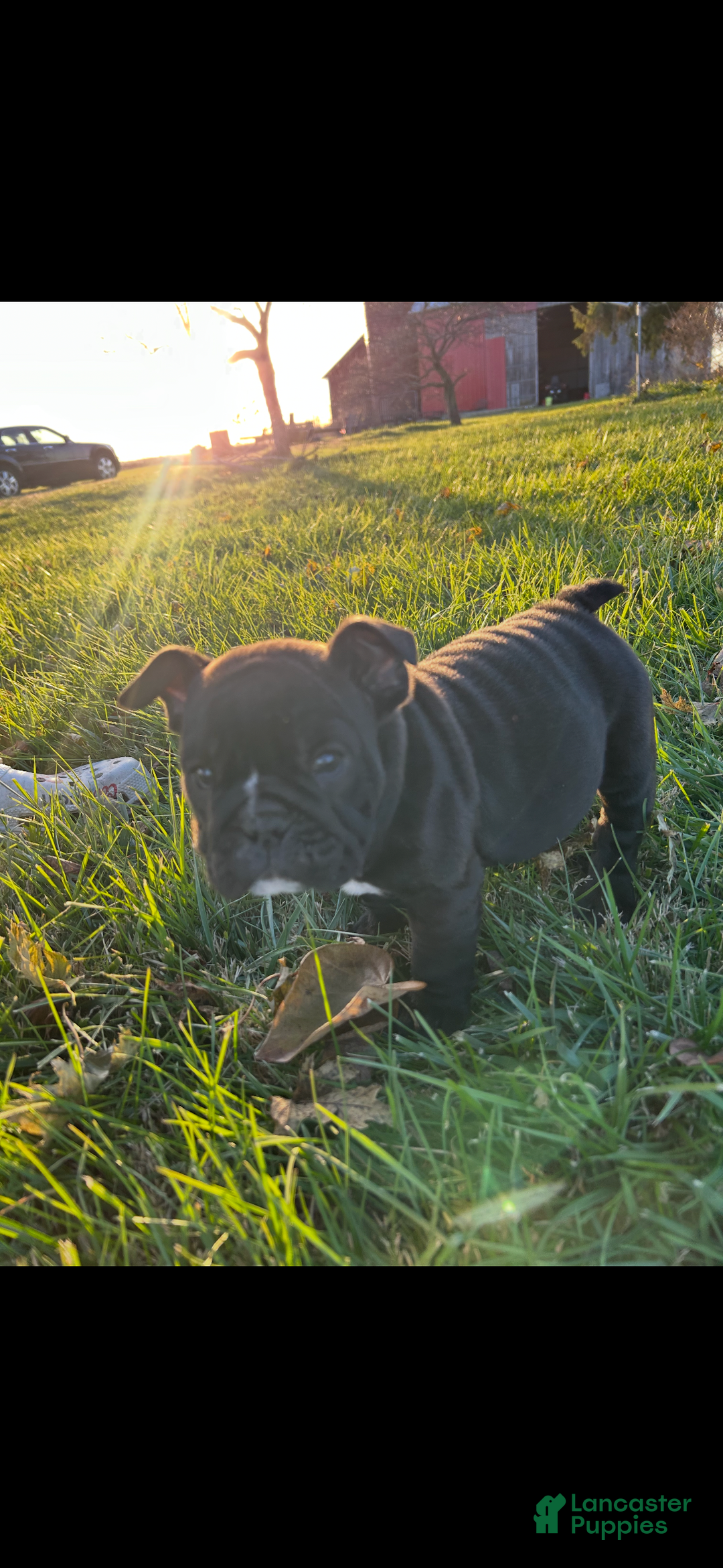 English Bulldog dogs for sale: Angus - Ad 1