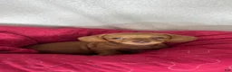 Dachshund dogs for sale: Dylan  - Ad 3