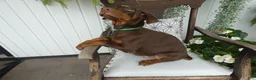 Doberman Pinscher dogs for sale: Doberman Pinscher 2 Duke - Ad 3