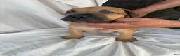 South African Boerboels dogs for sale: South African Boerboels Puppy 5 - Ad 4