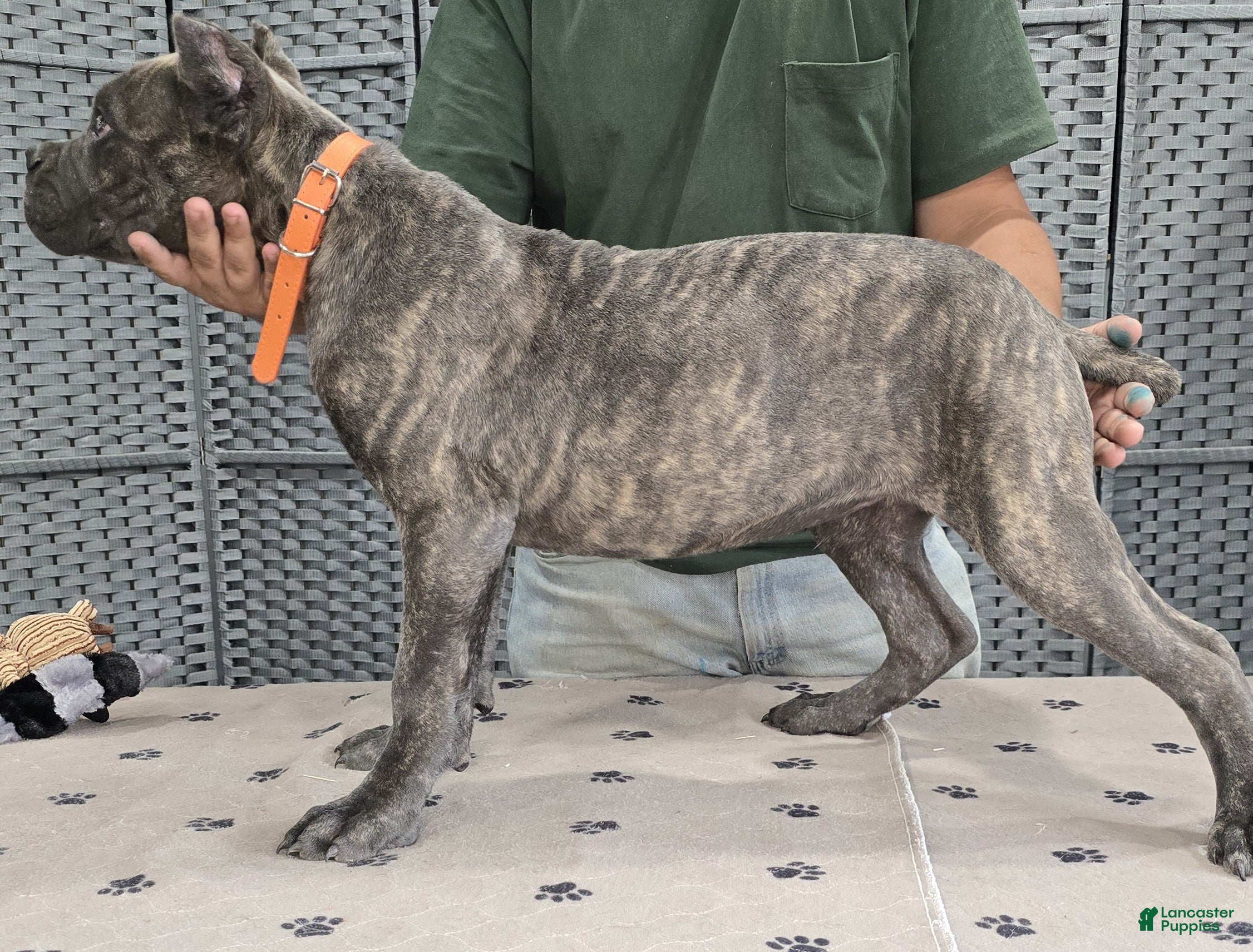 Cane Corso dogs Orange Boy - Ad 2