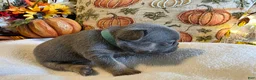 French Bulldog dogs for sale: Autumn  - Ad 5