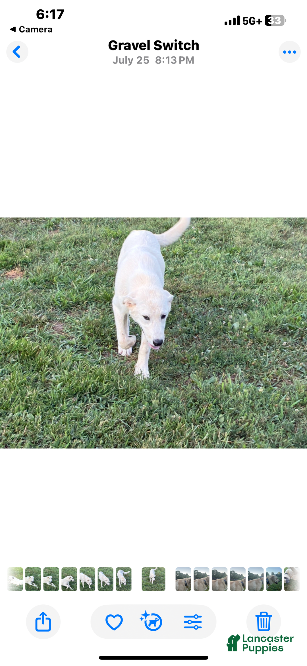 Mixed Breed dogs for sale: Mixed Breed Puppy 5 - Ad 2