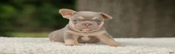 French Bulldog dogs for sale: Denver - Ad 5